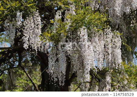 公園紫藤架上的富士花 公園紫藤架上的富士花 114758529