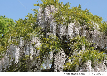 Wisteria flowers on the park trellis 114758530