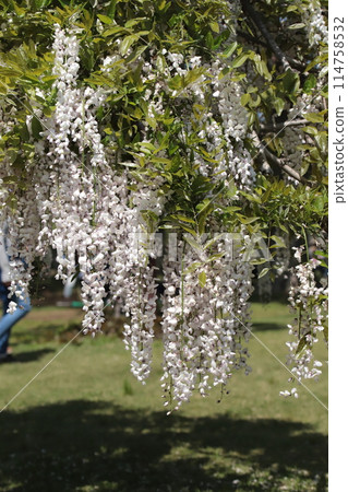 Wisteria flowers on the park trellis 114758532