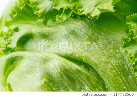 Close-up of lettuce 114758560