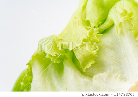 Close-up of the roots of lettuce 114758705