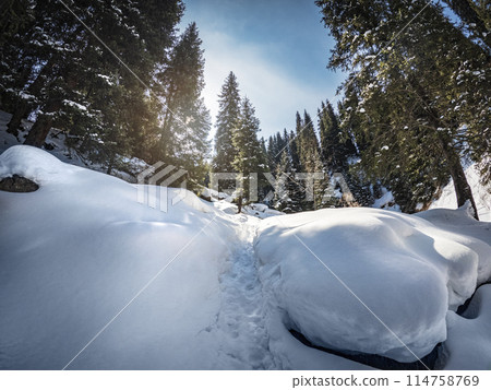 Scenic winter hiking trail through incredible snow-covered forest in the mountains. Kazakhstan nature. 114758769