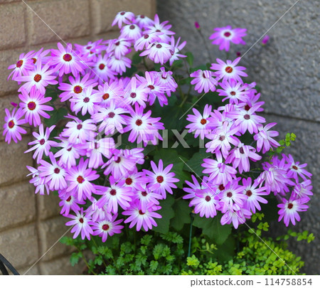 Senetti's Flower Senetti's Flower 114758854