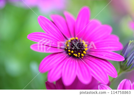 African marigold flower African marigold flower 114758863