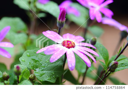 Senetti's Flower Senetti's Flower 114758864