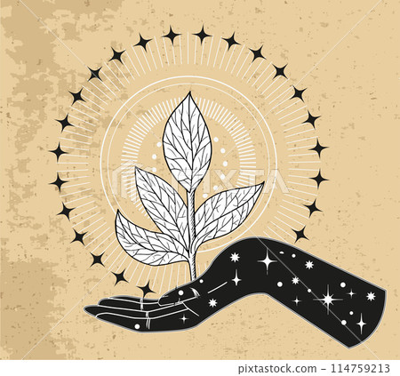 Hand drawn illustration with plant and stars in hand of fortune teller or witch. Tattoo, poster or altar print design concept, esoteric, wicca and gothic background 114759213