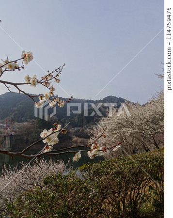 Tsukigase, Nara, a famous plum blossom spot Tsukigase, Nara, a famous plum blossom spot 114759475