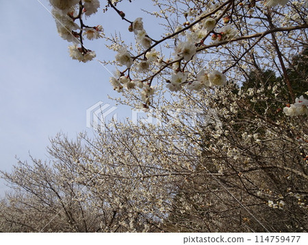 Tsukigase, Nara, a famous plum blossom spot Tsukigase, Nara, a famous plum blossom spot 114759477