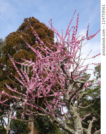 Tsukigase, Nara, a famous plum blossom spot Tsukigase, Nara, a famous plum blossom spot 114759561