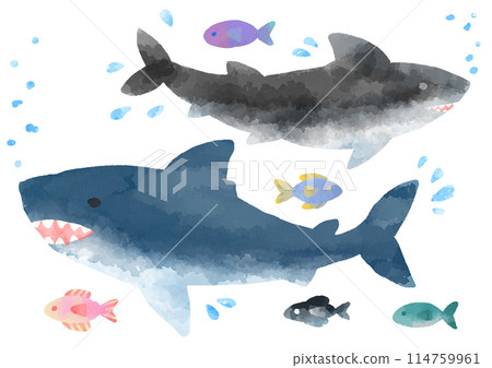 Shark illustration, hand-drawn, watercolor style Shark illustration, hand-drawn, watercolor style 114759961