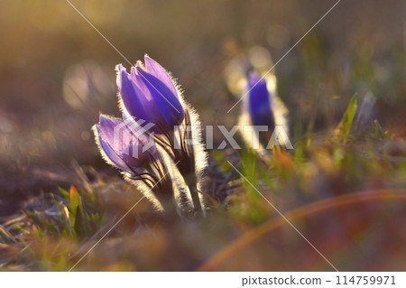 Spring flowers. Beautifully blossoming pasque flower and sun with a natural colored background. (Pulsatilla grandis) 114759971