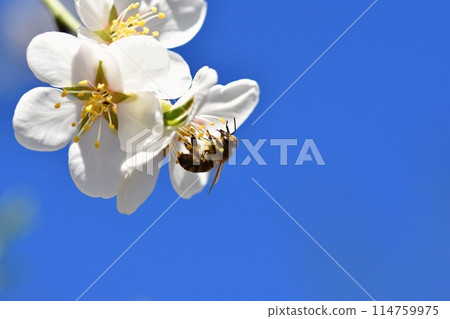Spring background. A beautiful blooming tree in spring with a flying bee. Symbols of springtime. Concept for nature and animals. 114759975