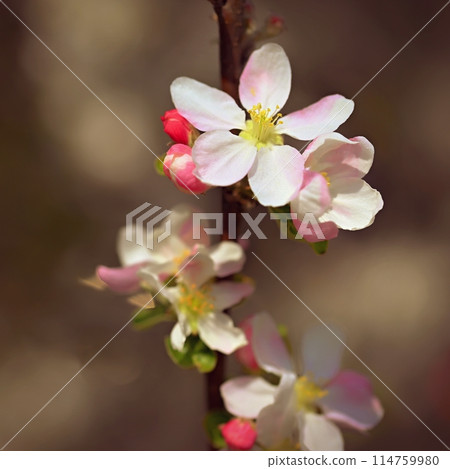 Spring background with blossoming fruit tree. Beautiful blooming apple tree in spring time. Spring background with blossoming fruit tree. Beautiful blooming apple tree in spring time. 114759980