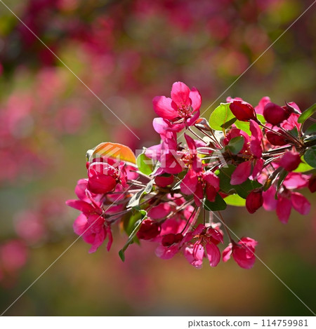 Spring background. Pink cherry blossoms on a tree under a blue sky. Beautiful Sakura flowers during spring time in the park. 114759981