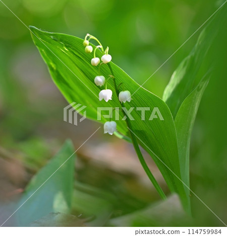 Spring green background with nature in the forest. Beautiful small white plant - flower - Lily of the valley. (Convallaria majalis) Spring green background with nature in the forest. Beautiful small white plant - flower - Lily of the valley. (Convallaria majalis) 114759984