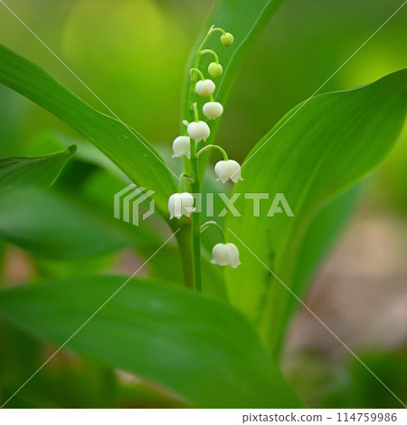 Spring green background with nature in the forest. Beautiful small white plant - flower - Lily of the valley. (Convallaria majalis) Spring green background with nature in the forest. Beautiful small white plant - flower - Lily of the valley. (Convallaria majalis) 114759986