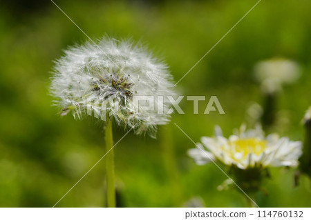 Dandelion fluff on the roadside in spring...1 Dandelion fluff on the roadside in spring...1 114760132