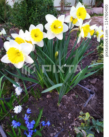 A group of daffodils. In spring, white and yellow daffodil flowers bloom in the garden. A group of daffodils. In spring, white and yellow daffodil flowers bloom in the garden. 114760400