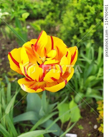 Yellow tulip flower with red stripes on a background of green leaves. Yellow tulip flower with red stripes on a background of green leaves. 114760401