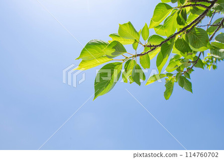 Blue sky seen from the shade of the trees 114760702