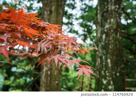 Momiji who changed leaves 114760929