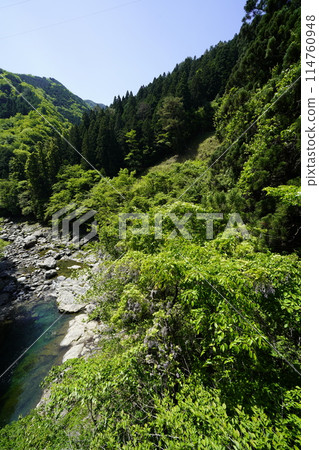 A valley where wild wisteria blooms and stands out against the fresh greenery 114760948