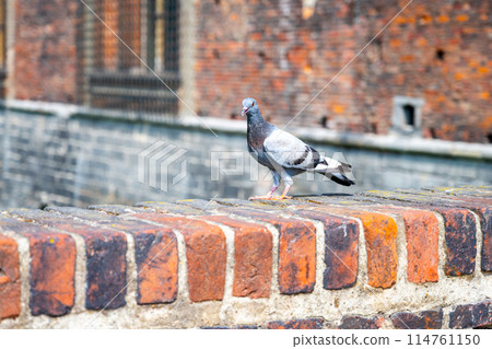 A pigeon with grey and white feathers stands alert on a textured, aged brick wall. The bird bright eyes and the detailed bricks are highlighted by natural light, offering a glimpse of urban wildlife 114761150