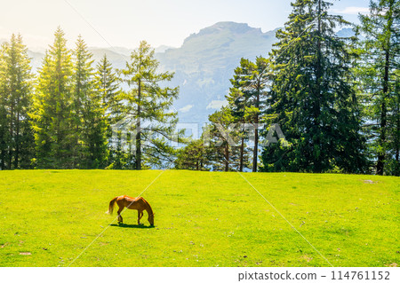 A solitary horse grazes in a verdant meadow nestled amidst towering pine trees, under the watchful gaze of the majestic Alps. The warm sunlight bathes the tranquil scene, highlighting the natural A solitary horse grazes in a verdant meadow nestled amidst towering pine trees, under the watchful gaze of the majestic Alps. The warm sunlight bathes the tranquil scene, highlighting the natural 114761152