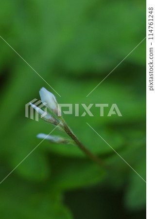 麻雀豌豆花苞開始綻放 114761248