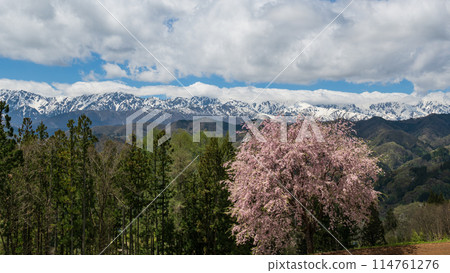 Remaining snow in the Northern Alps and red weeping cherry blossoms in full bloom Remaining snow in the Northern Alps and red weeping cherry blossoms in full bloom 114761276