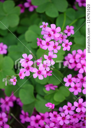 三葉三葉草花盛開 三葉三葉草花盛開 114761620