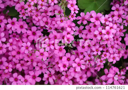 三葉三葉草花盛開 三葉三葉草花盛開 114761621