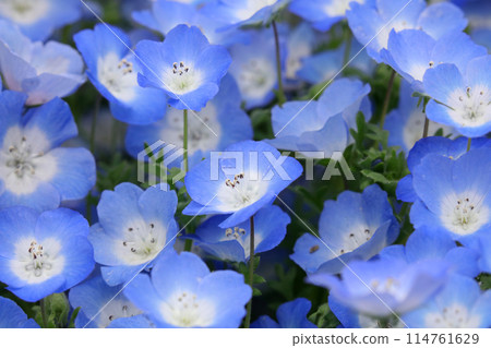 在盛開的春天盛開的 nemophila 在盛開的春天盛開的 nemophila 114761629