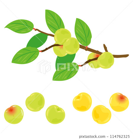 Plum fruit on the tree Plum fruit on the tree 114762325