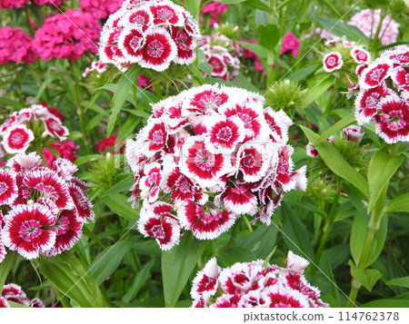 American Nadesico American Nadesico 114762378