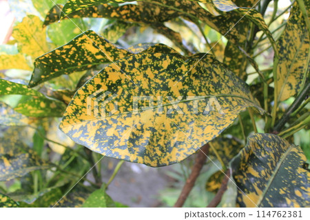A closeup of Codiaeum variegatum leaf A closeup of Codiaeum variegatum leaf 114762381
