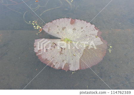 a close-up of Nymphaea lotus leaf 114762389