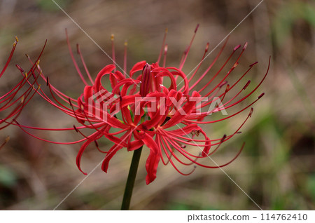 秋天盛開的紅蜘蛛百合 114762410