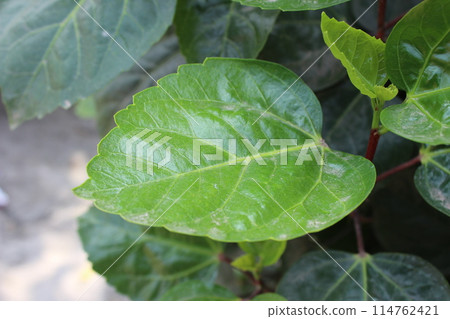 A close-up view of Hibiscus rosa-sinensis leaf 114762421