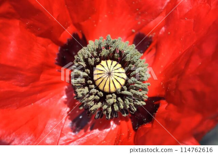 紅罌粟花 114762616