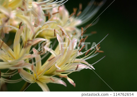 黃色色的花 黃色色的花 114762654