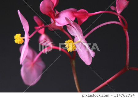 Begonia flower close-up 114762754