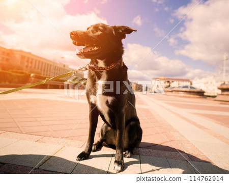 Portrait of animal. Black mongrel dog Portrait of animal. Black mongrel dog 114762914