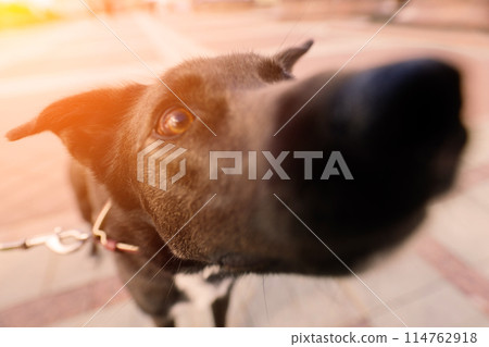 Portrait of animal. Black mongrel dog Portrait of animal. Black mongrel dog 114762918
