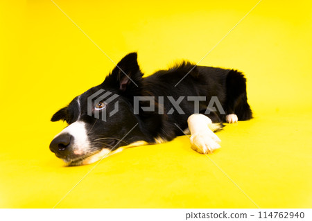 A happy black dog border collie portrait on yellow and red background A happy black dog border collie portrait on yellow and red background 114762940