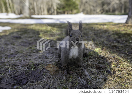 A Hokkaido squirrel approaching us 114763494