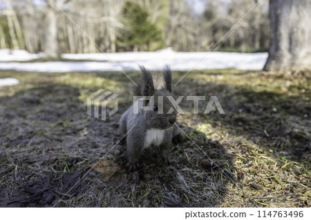 A Hokkaido squirrel approaching us 114763496
