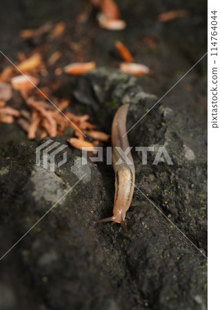 A slug in the garden after the rain 114764044