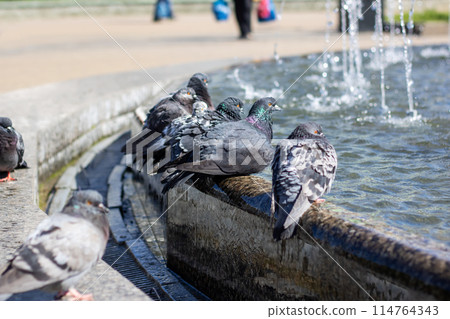 City birds leisurely drink water from fountain with beaks and wings spread 114764343