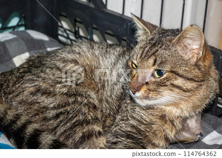 Felidae species with whiskers and fur, lying on blanket, staring at camera 114764362